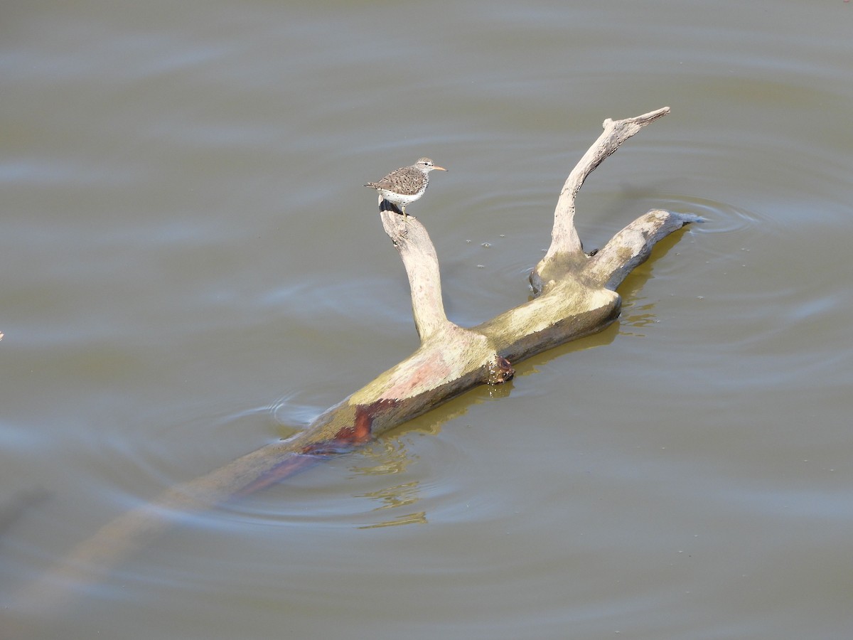 Spotted Sandpiper - ML617577850