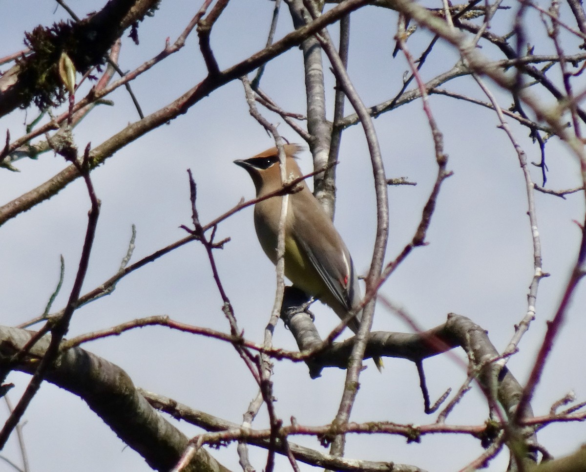 Cedar Waxwing - ML617577853