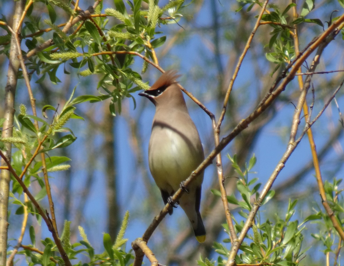 Cedar Waxwing - ML617577854