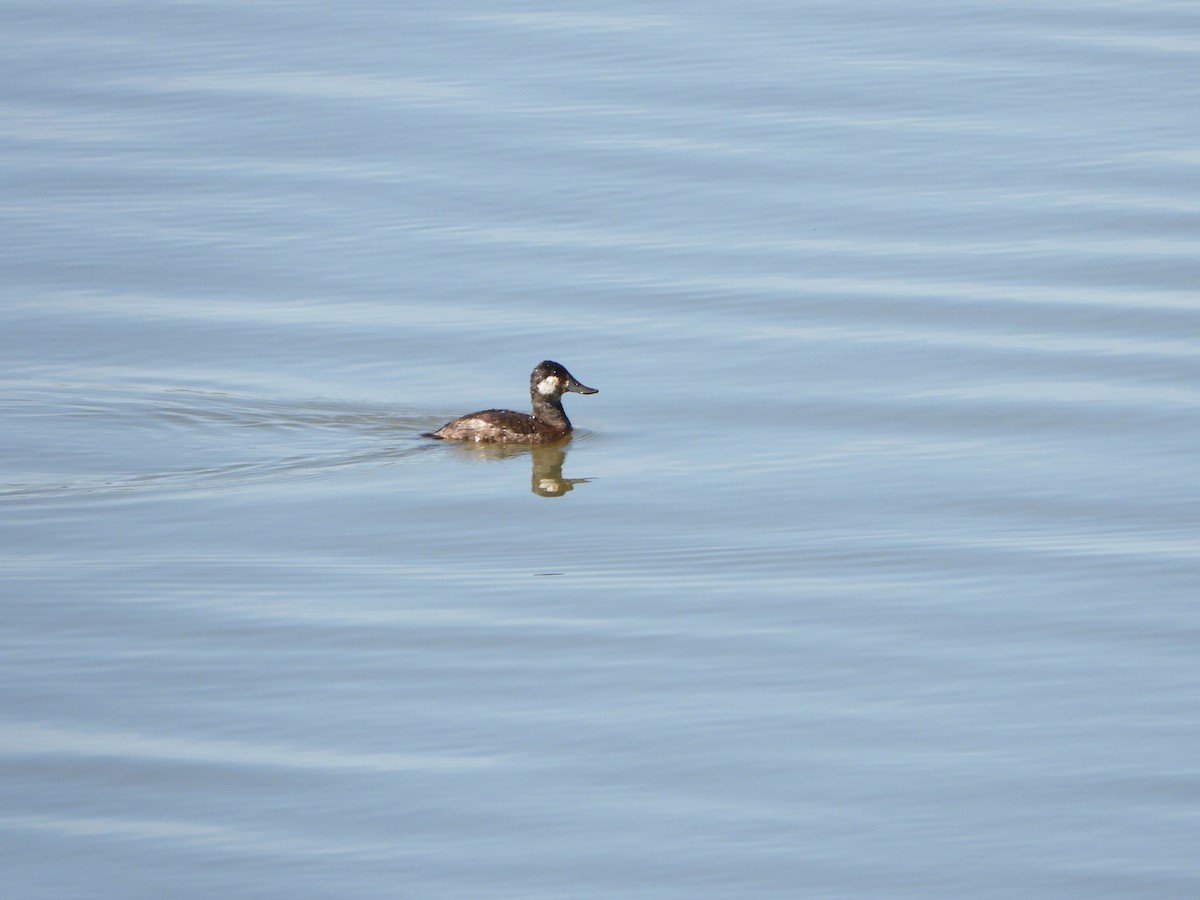 Ruddy Duck - ML617577868