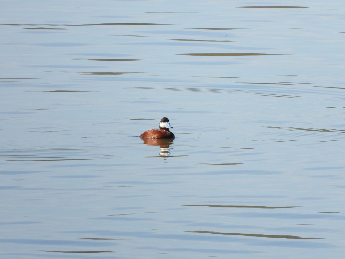 Ruddy Duck - ML617577869