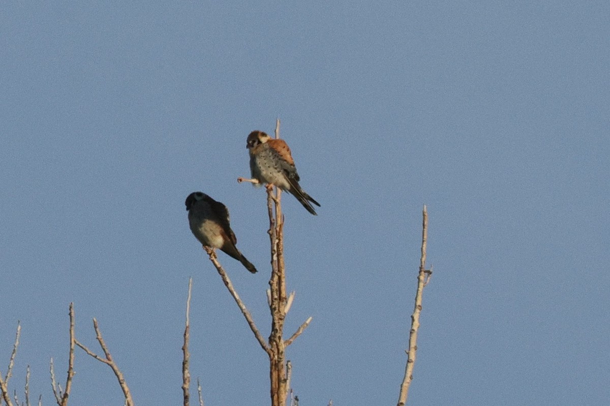 American Kestrel - ML617577872