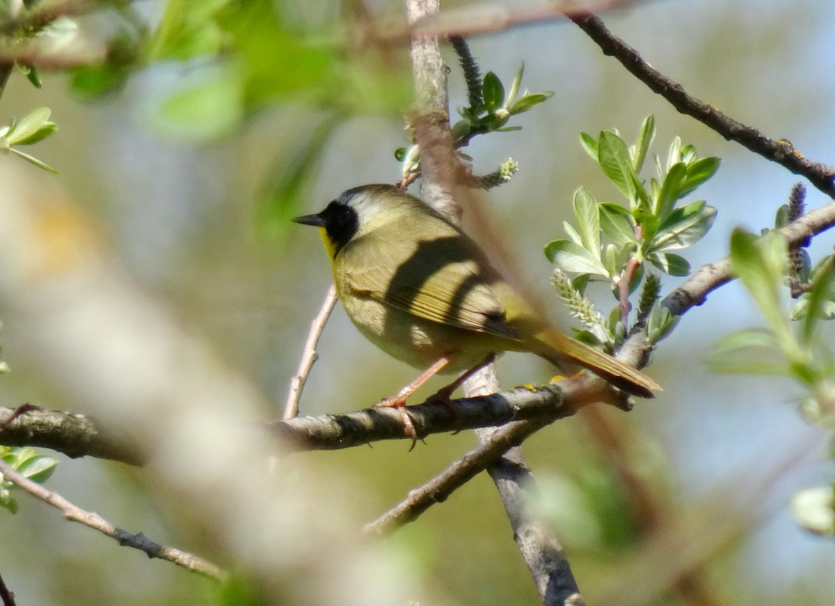 Paruline masquée - ML617577885