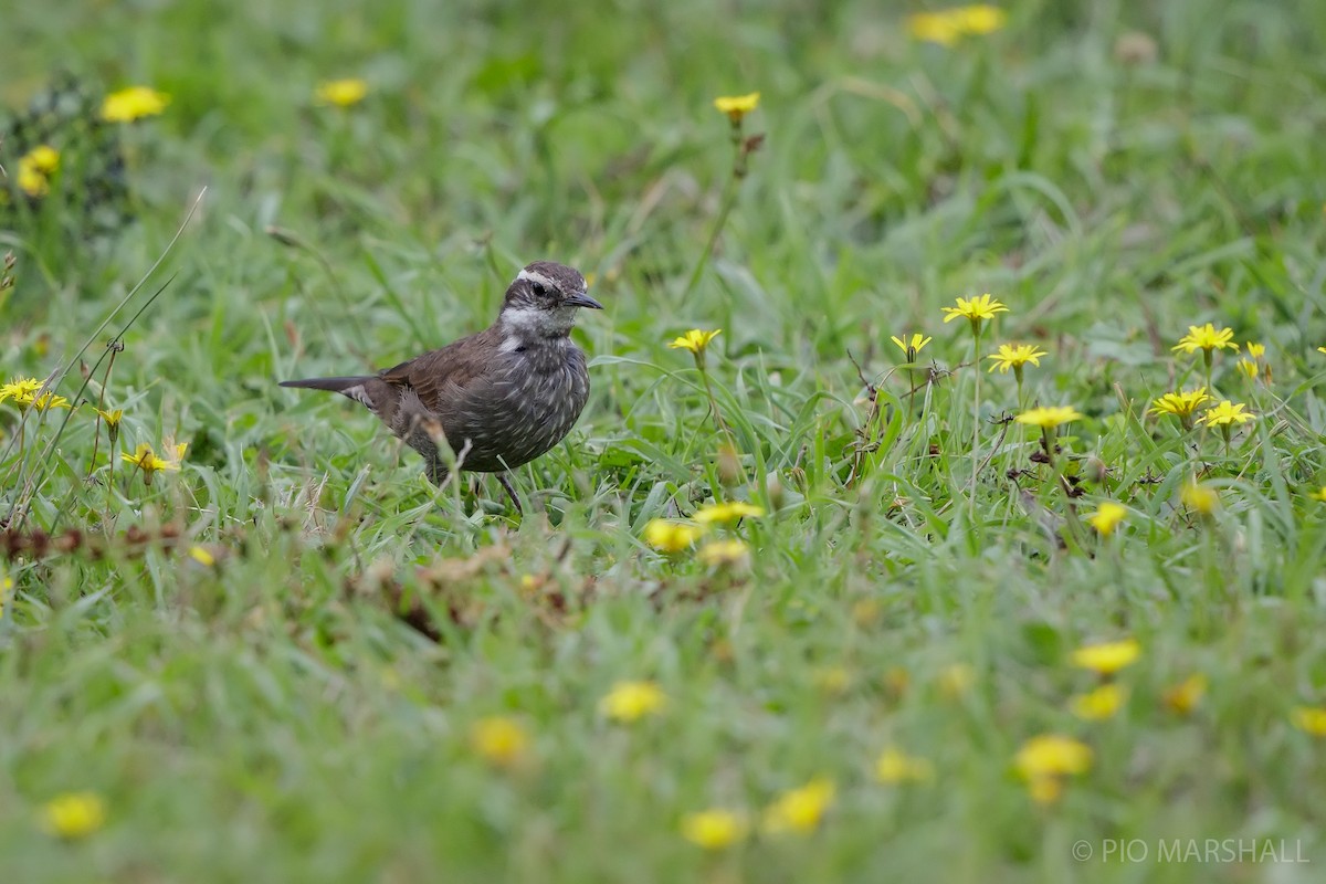 Dark-bellied Cinclodes - ML617577938