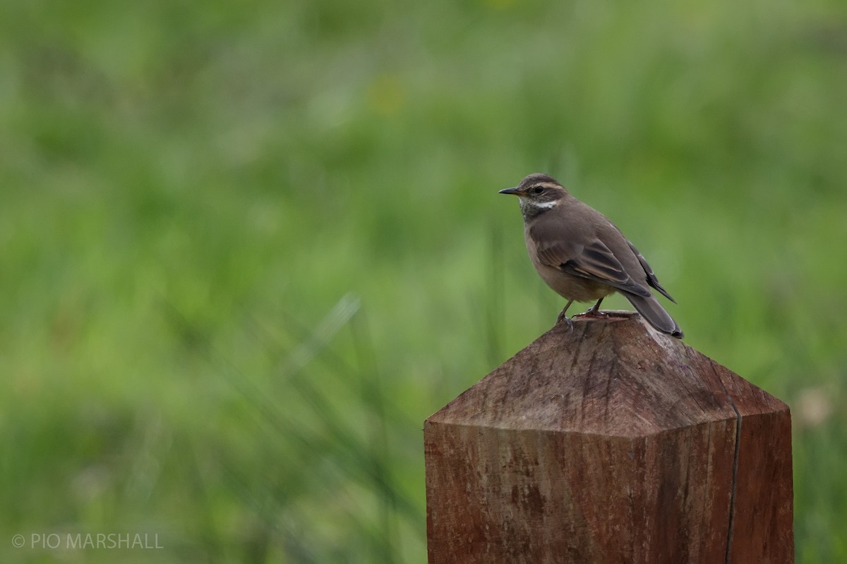 Buff-winged Cinclodes - Pio Marshall