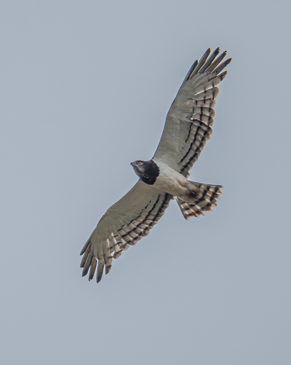 Black-chested Snake-Eagle - ML617578031