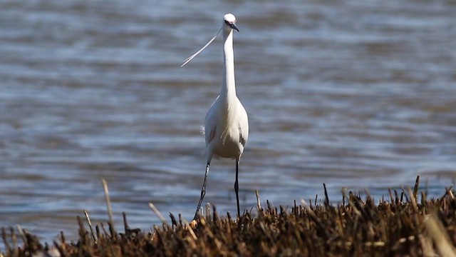 Snowy x Little Egret (hybrid) - ML617578036