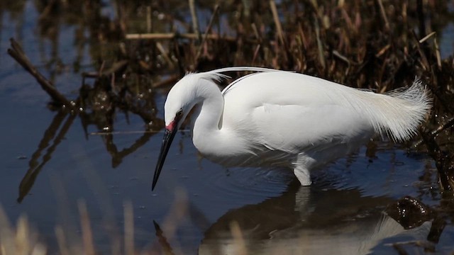 Snowy x Little Egret (hybrid) - ML617578039