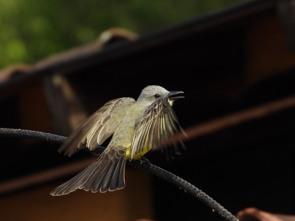 Tropical Kingbird - ML617578071