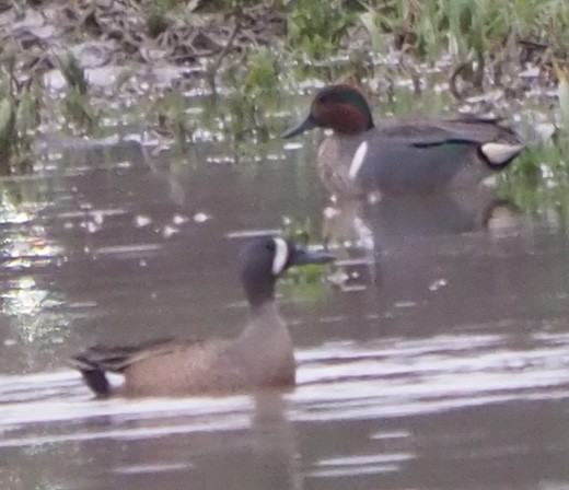 Blue-winged Teal - ML617578086