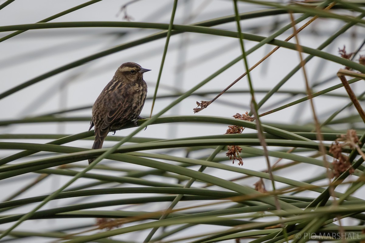 Yellow-winged Blackbird - Pio Marshall