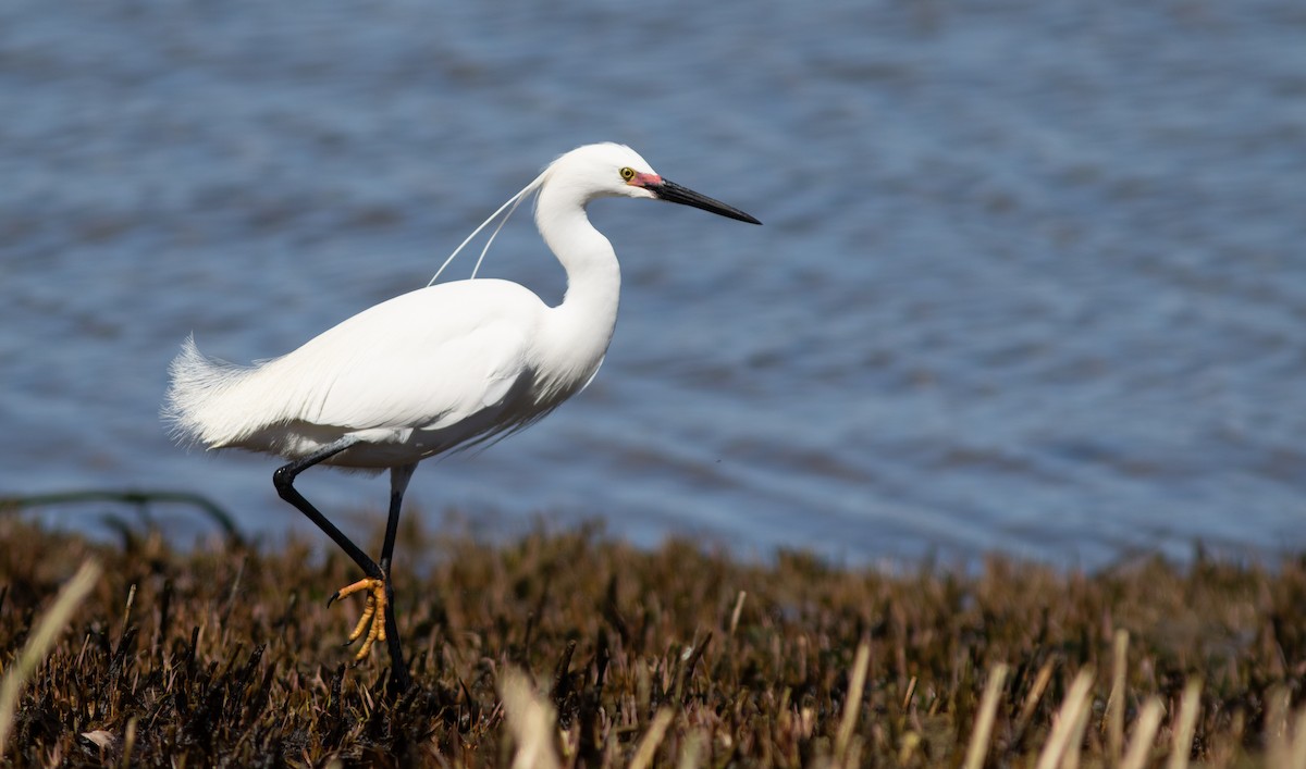 Snowy x Little Egret (hybrid) - Doug Hitchcox