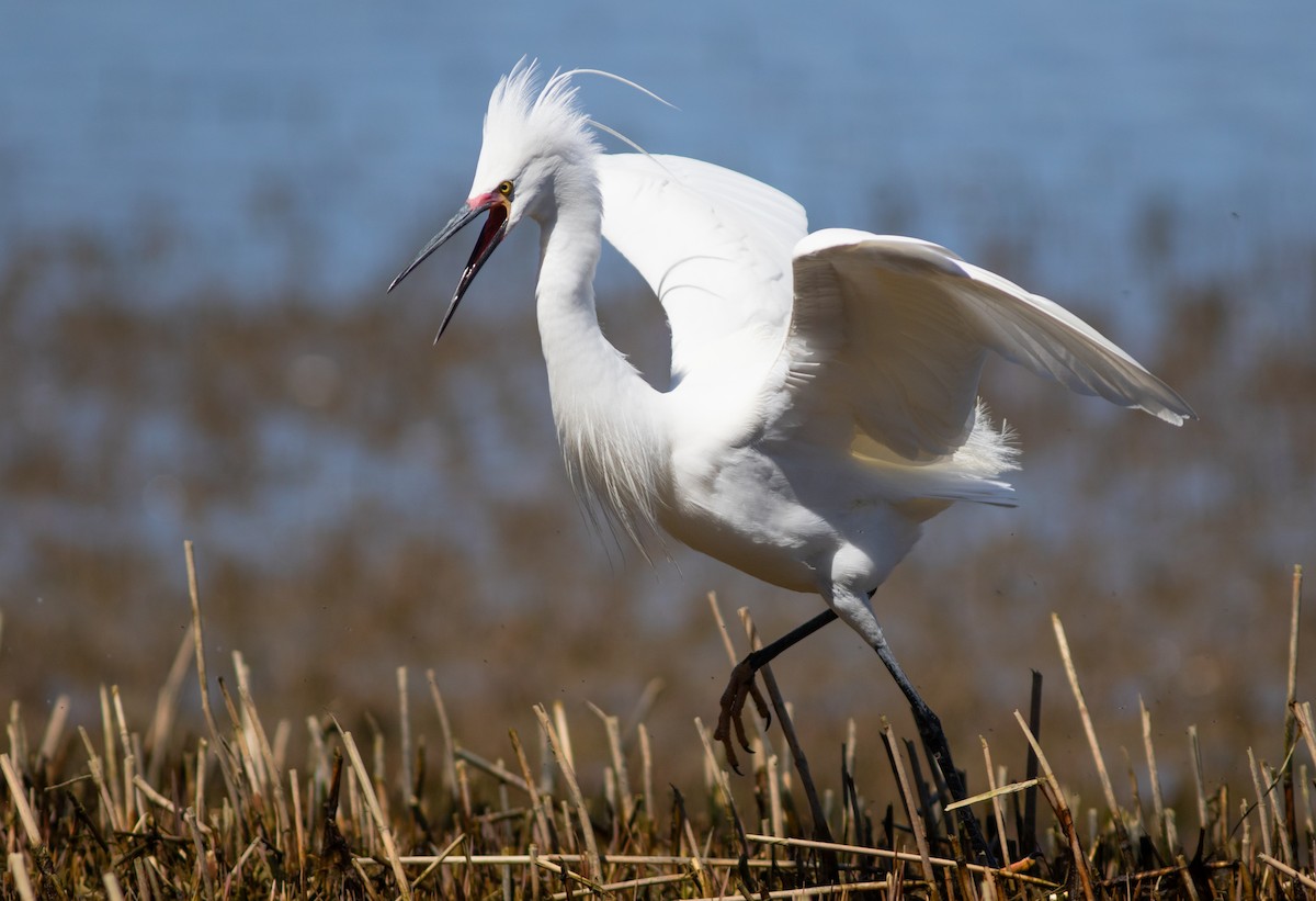 Snowy x Little Egret (hybrid) - Doug Hitchcox