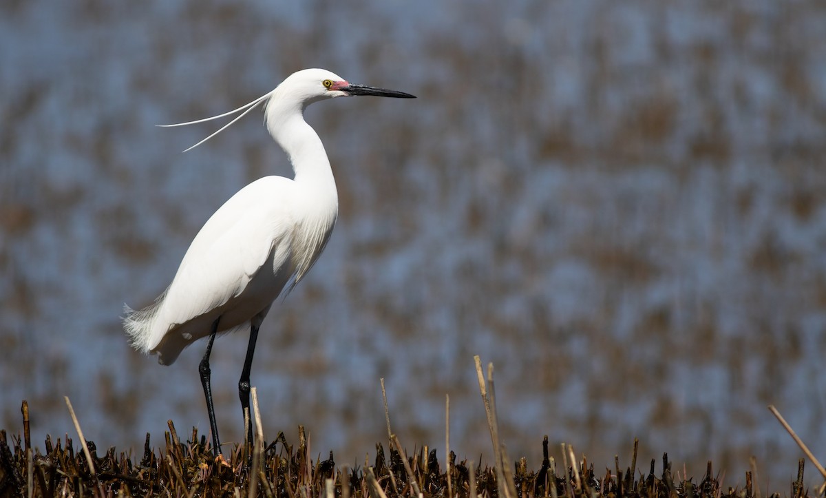 Snowy x Little Egret (hybrid) - Doug Hitchcox