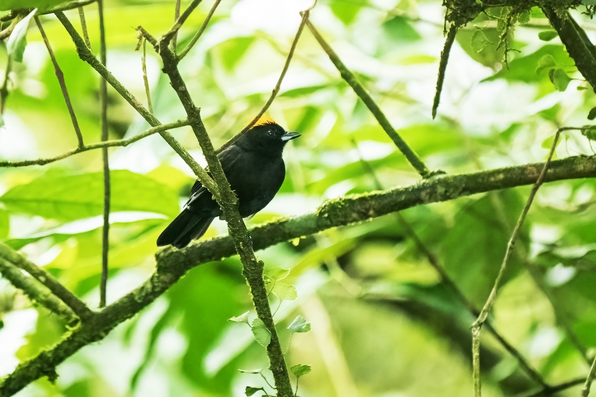 Tawny-crested Tanager - Daniel Arndt