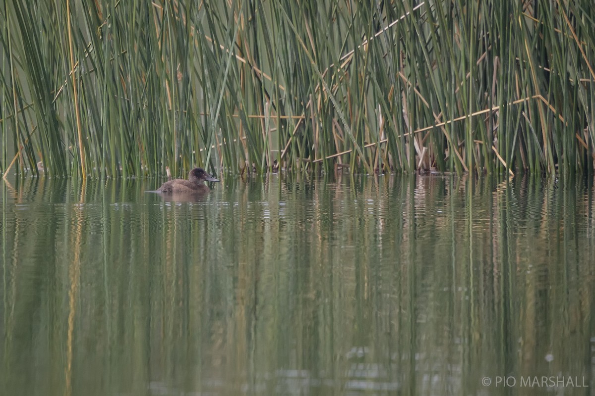 Andean Duck - ML617578118