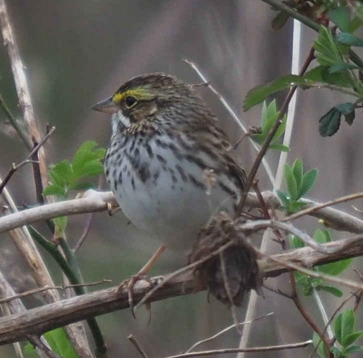 Savannah Sparrow - ML617578121