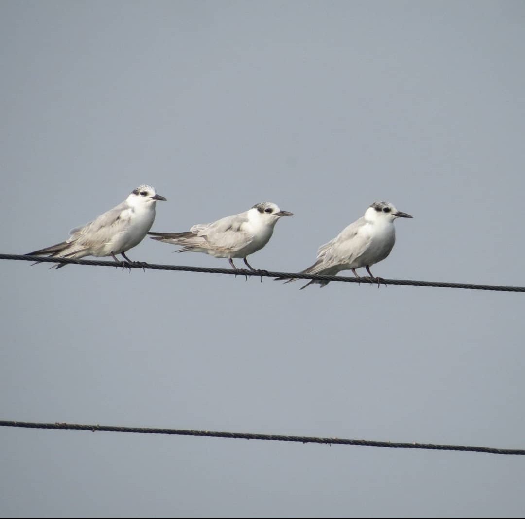 Whiskered Tern - ML617578128