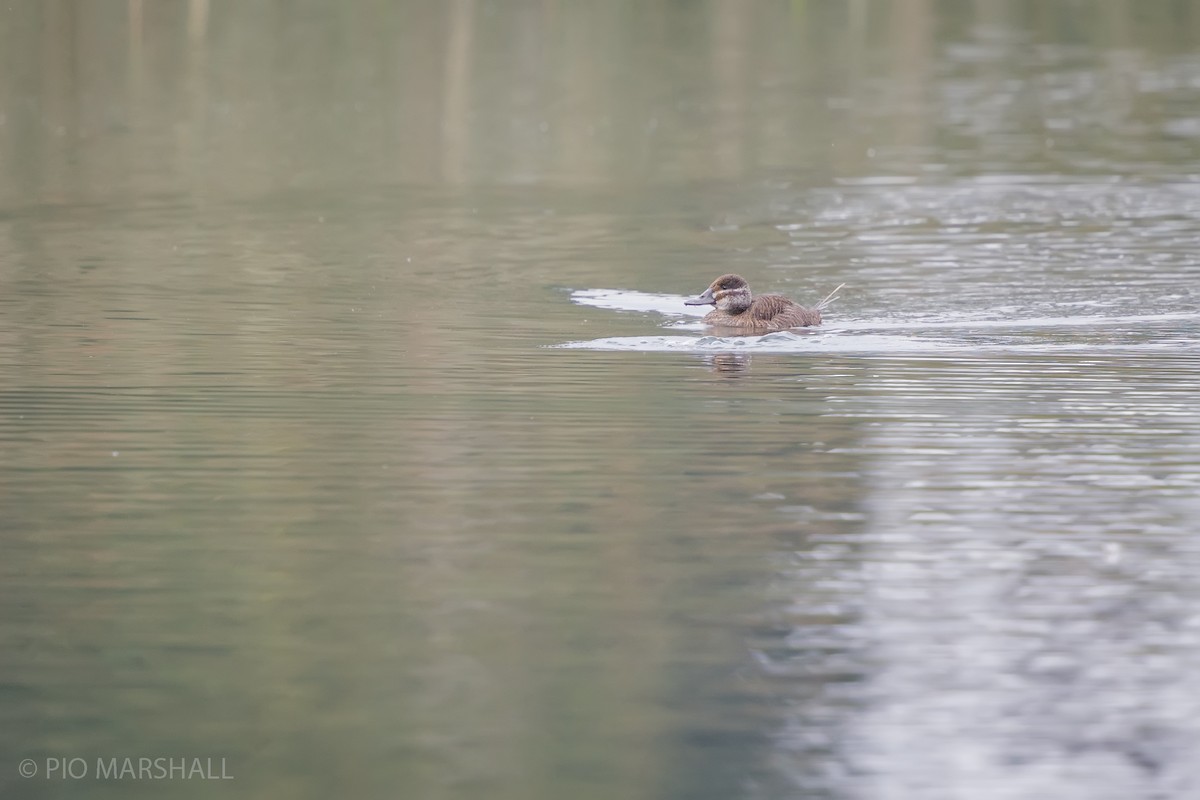 Lake Duck - Pio Marshall