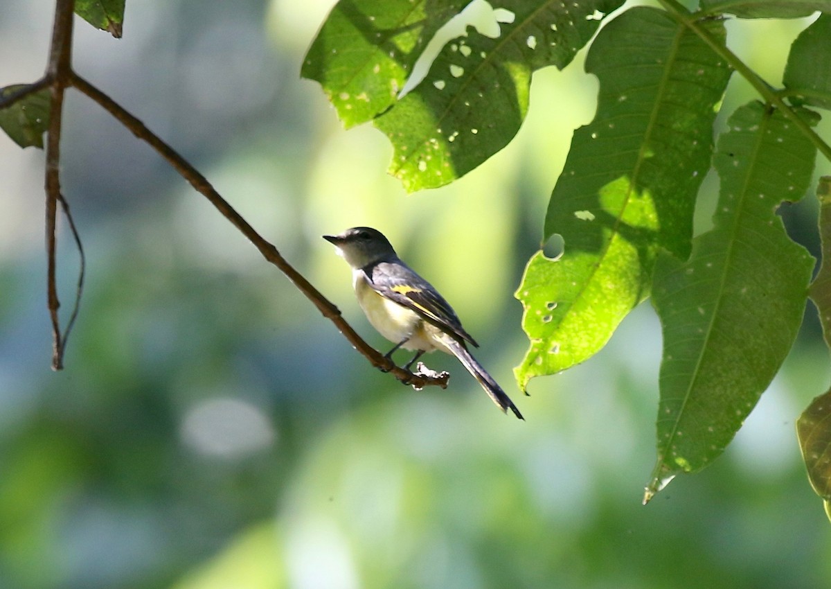 Rosy Minivet - Sandy Vorpahl