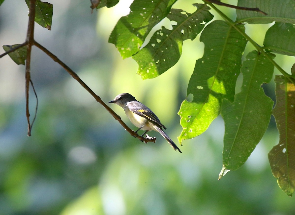 Rosy Minivet - Sandy Vorpahl