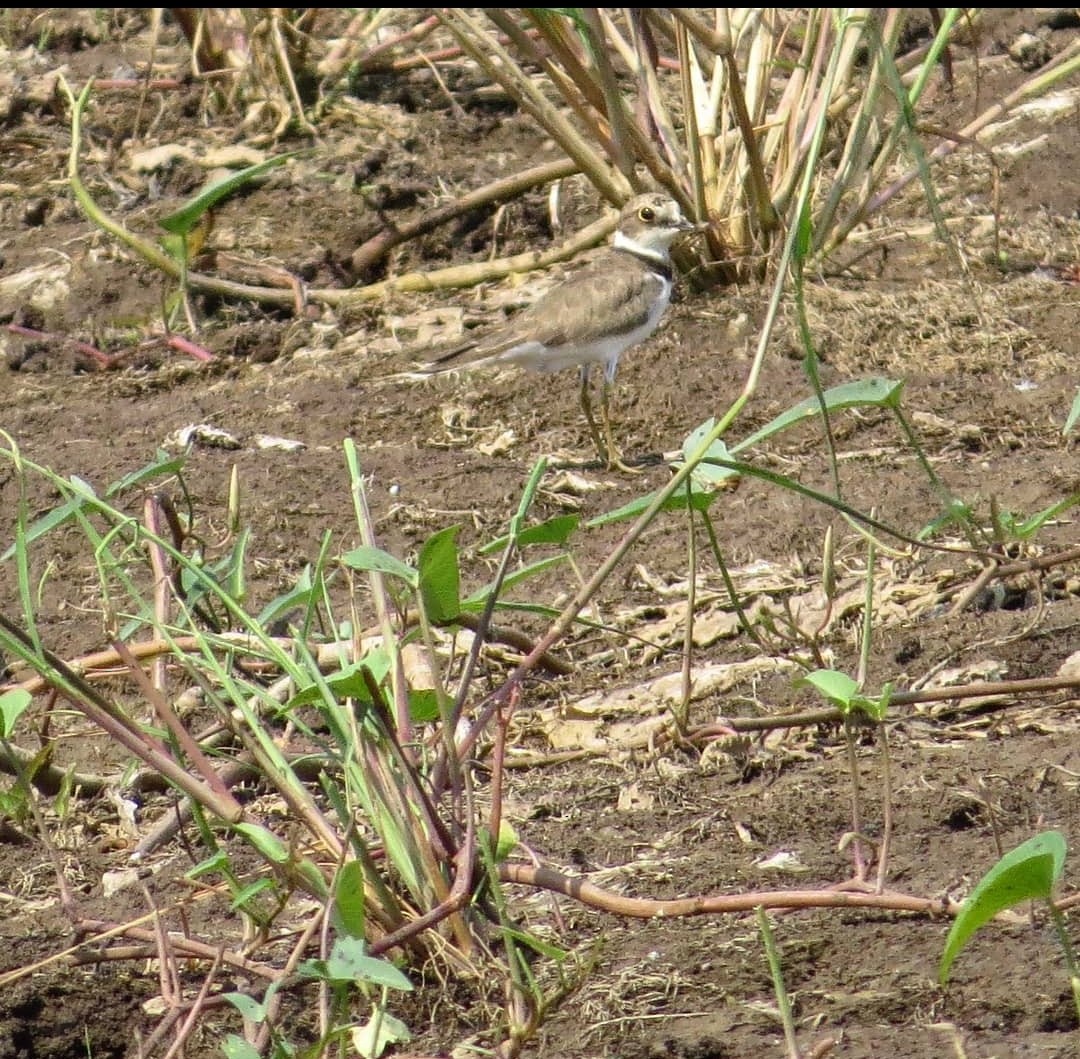 Little Ringed Plover - ML617578169