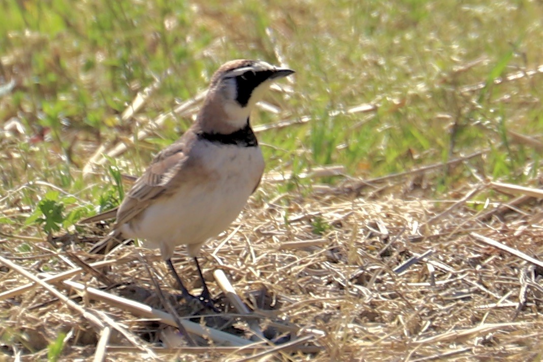 Horned Lark - ML617578235