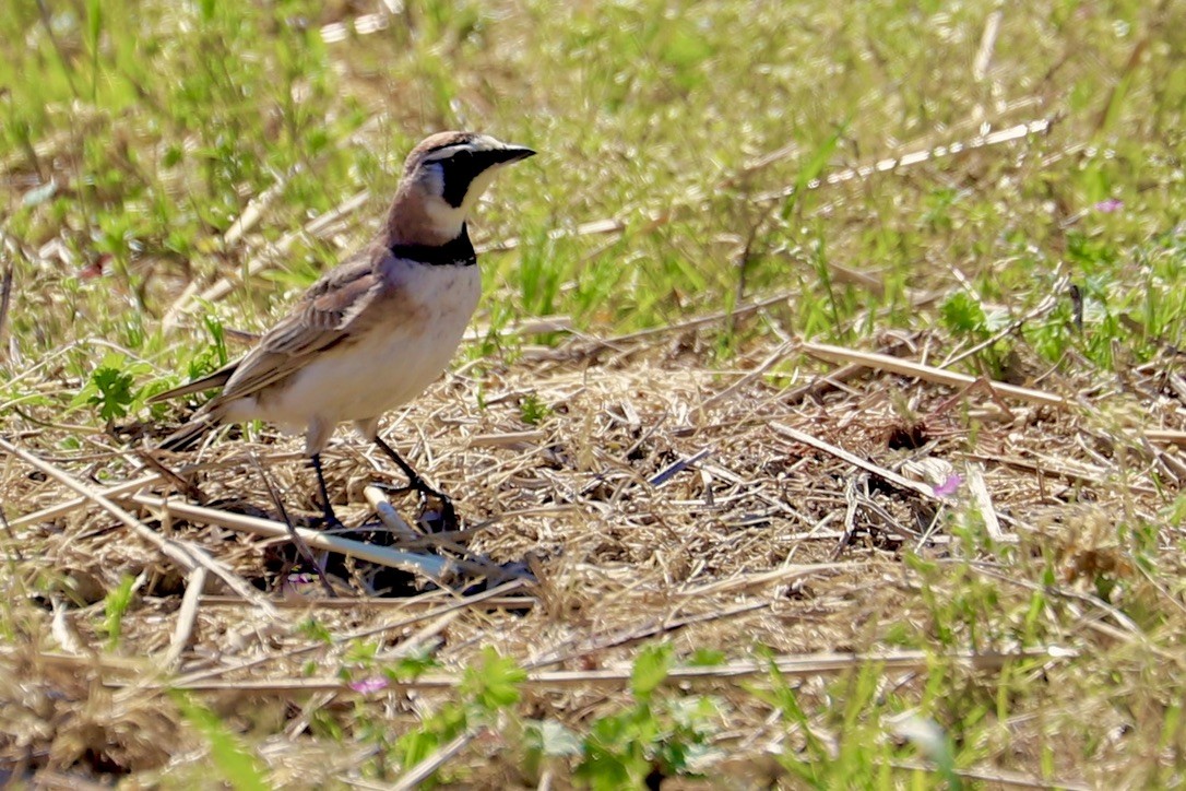 Horned Lark - ML617578236