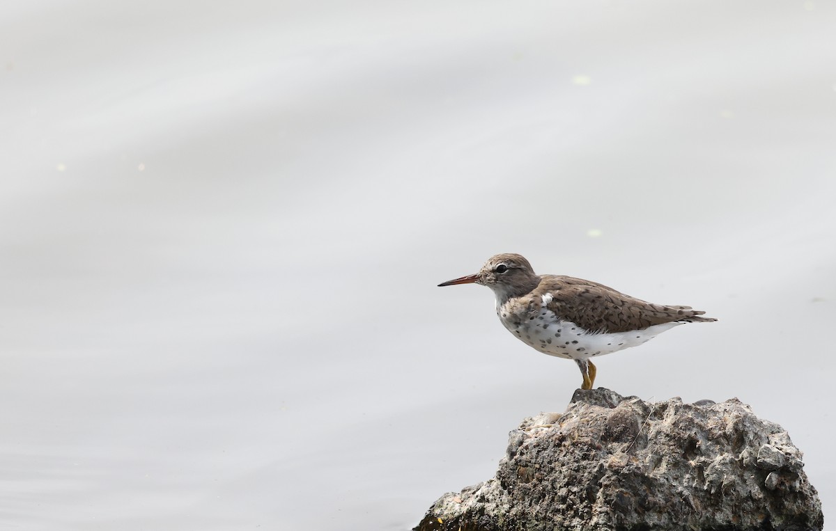 Spotted Sandpiper - ML617578237