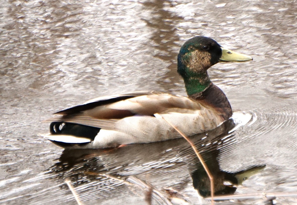 Canard colvert - ML617578241