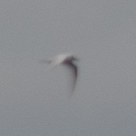 White Tern - Archie Brennan