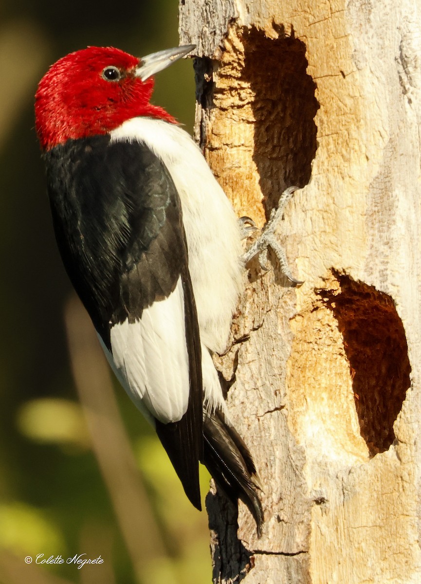 Red-headed Woodpecker - ML617578261