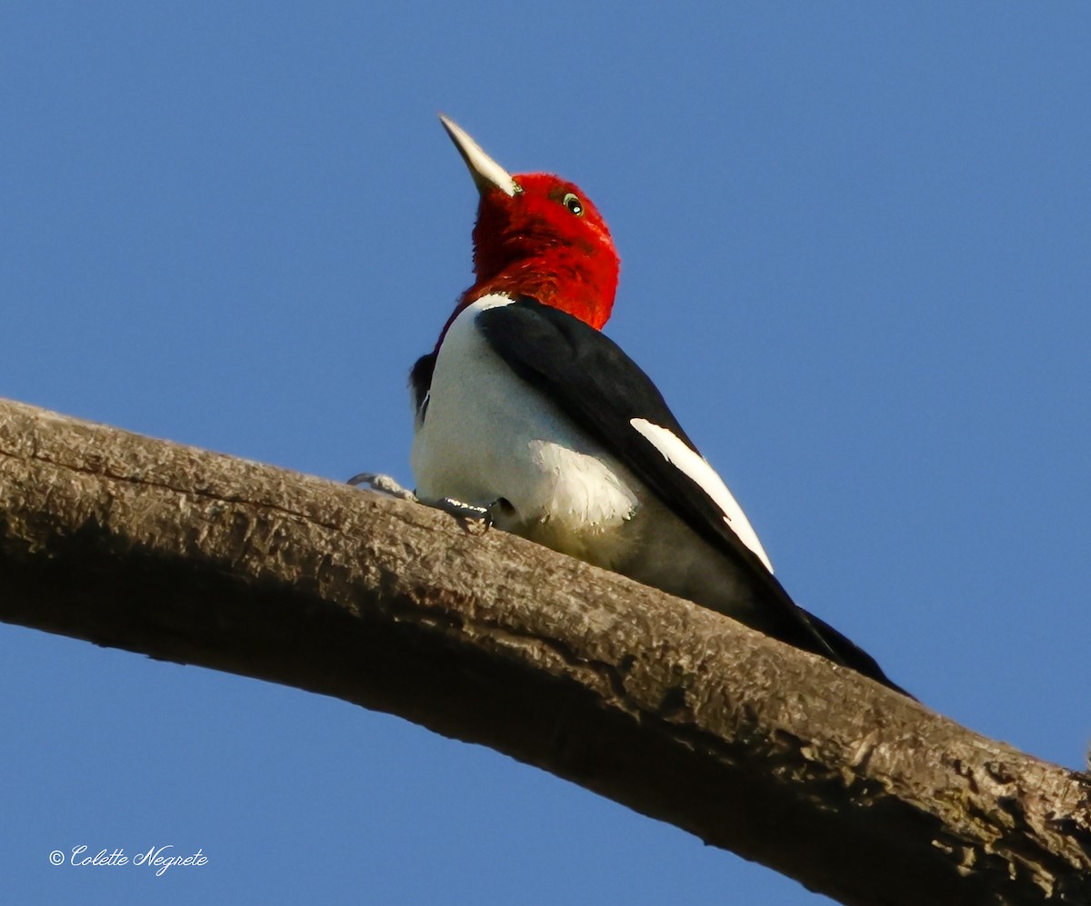 Red-headed Woodpecker - ML617578262