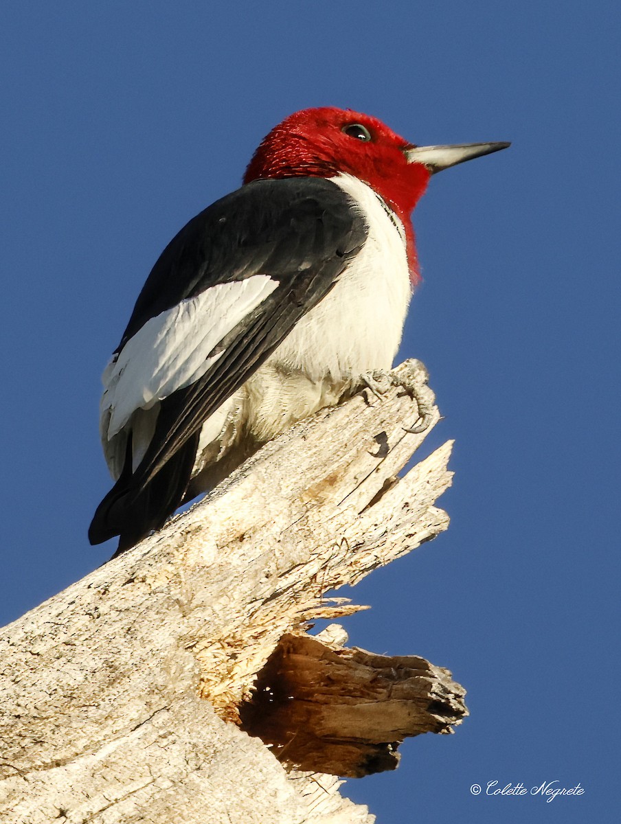 Red-headed Woodpecker - ML617578263