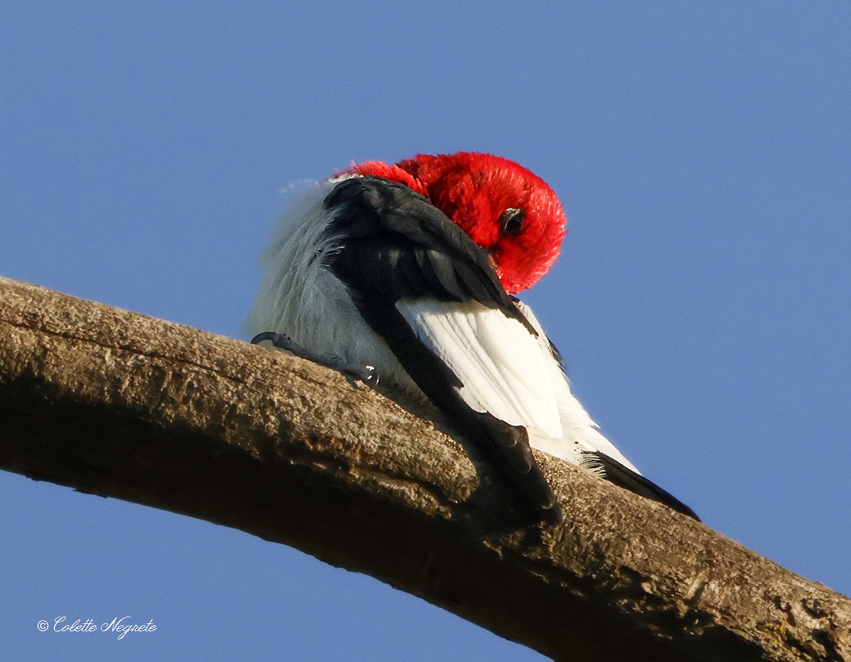 Red-headed Woodpecker - ML617578264
