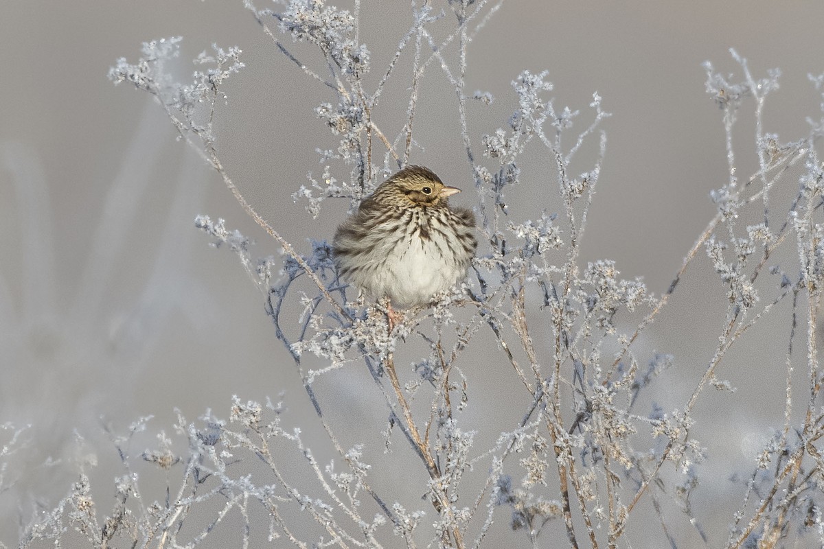 Savannah Sparrow - ML617578279