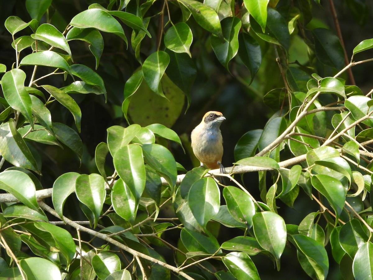 Burnished-buff Tanager - ML617578285