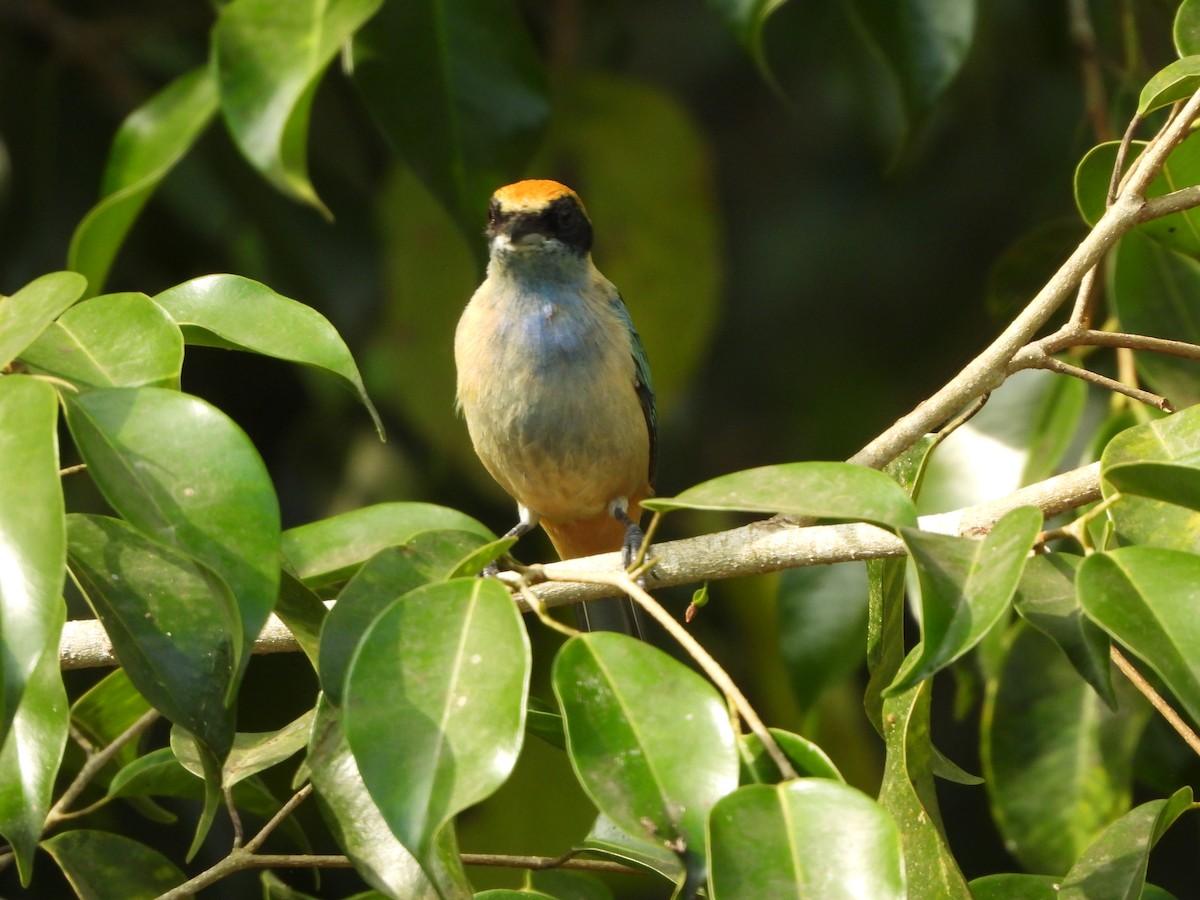 Burnished-buff Tanager - ML617578286