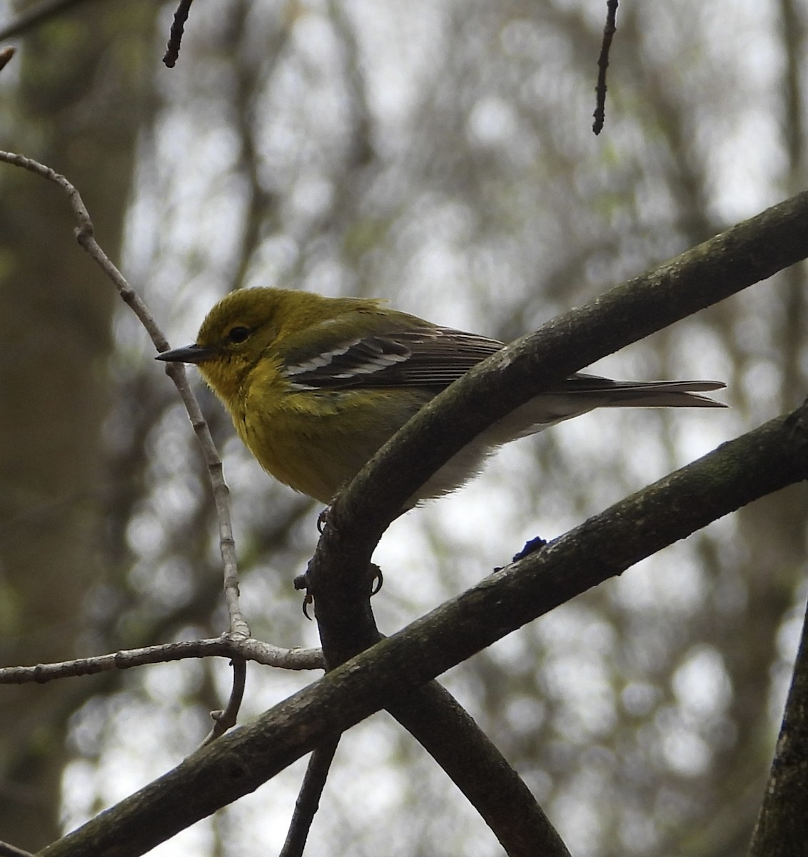 Pine Warbler - ML617578312