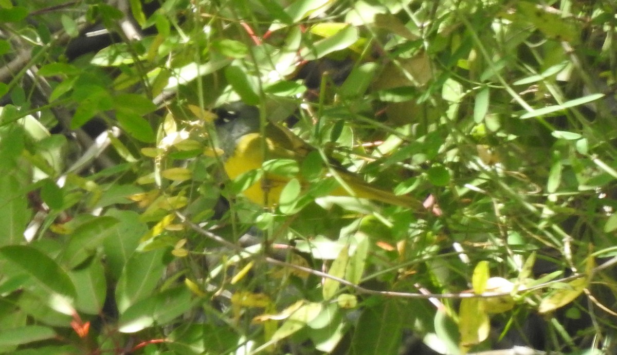 MacGillivray's Warbler - ML617578315