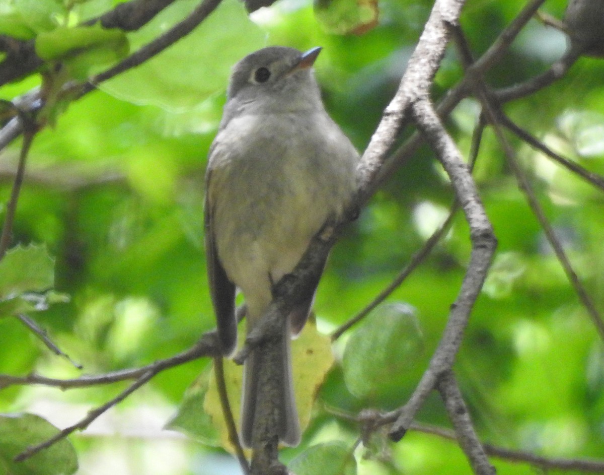 Hammond's Flycatcher - ML617578340