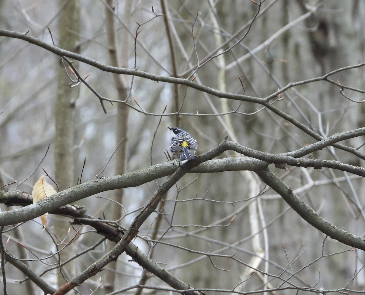 Yellow-rumped Warbler - ML617578345