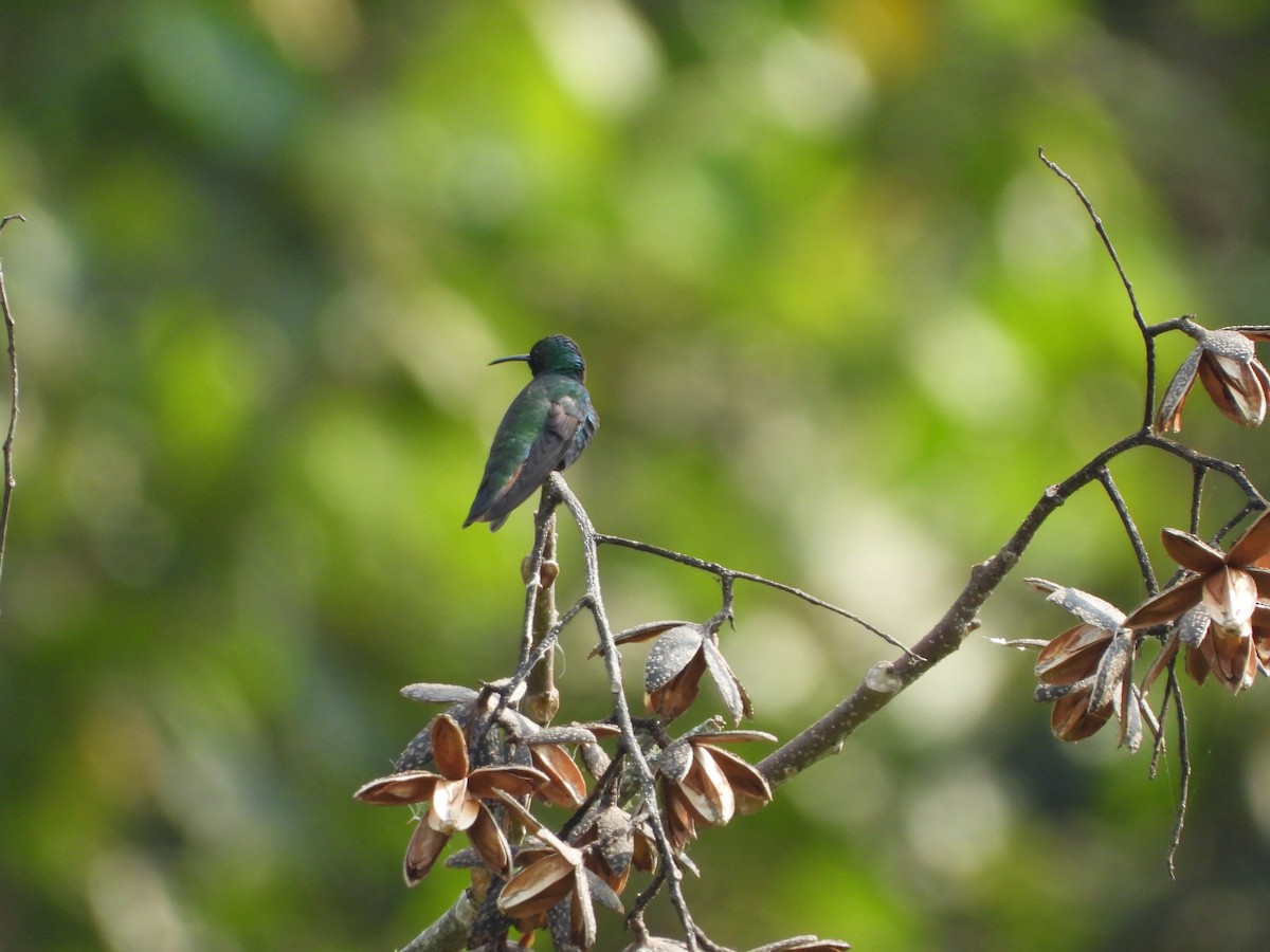 Black-throated Mango - ML617578359