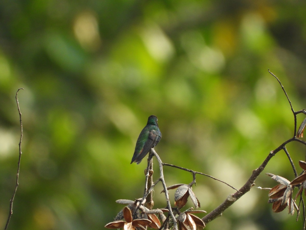 Black-throated Mango - ML617578360
