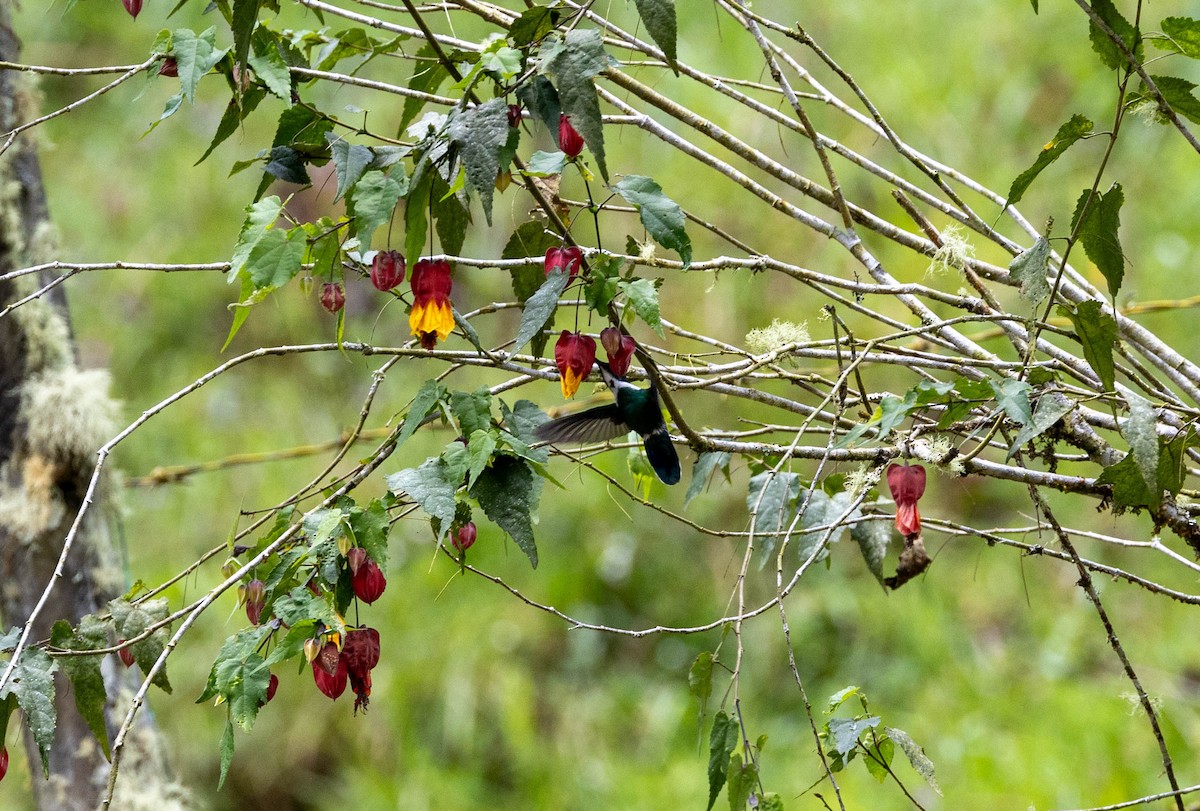 White-throated Daggerbill - ML617578364