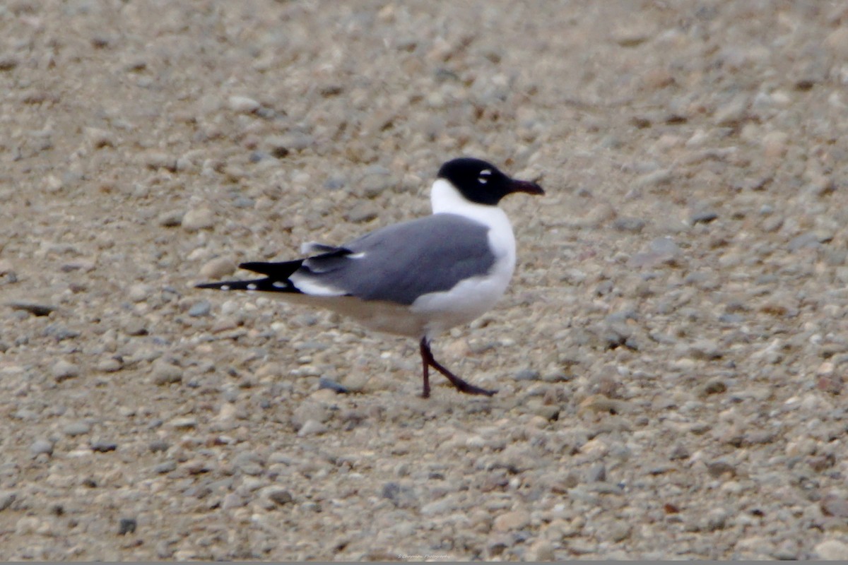 Laughing Gull - ML617578366