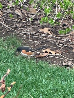 pipilo rudooký - ML617578367