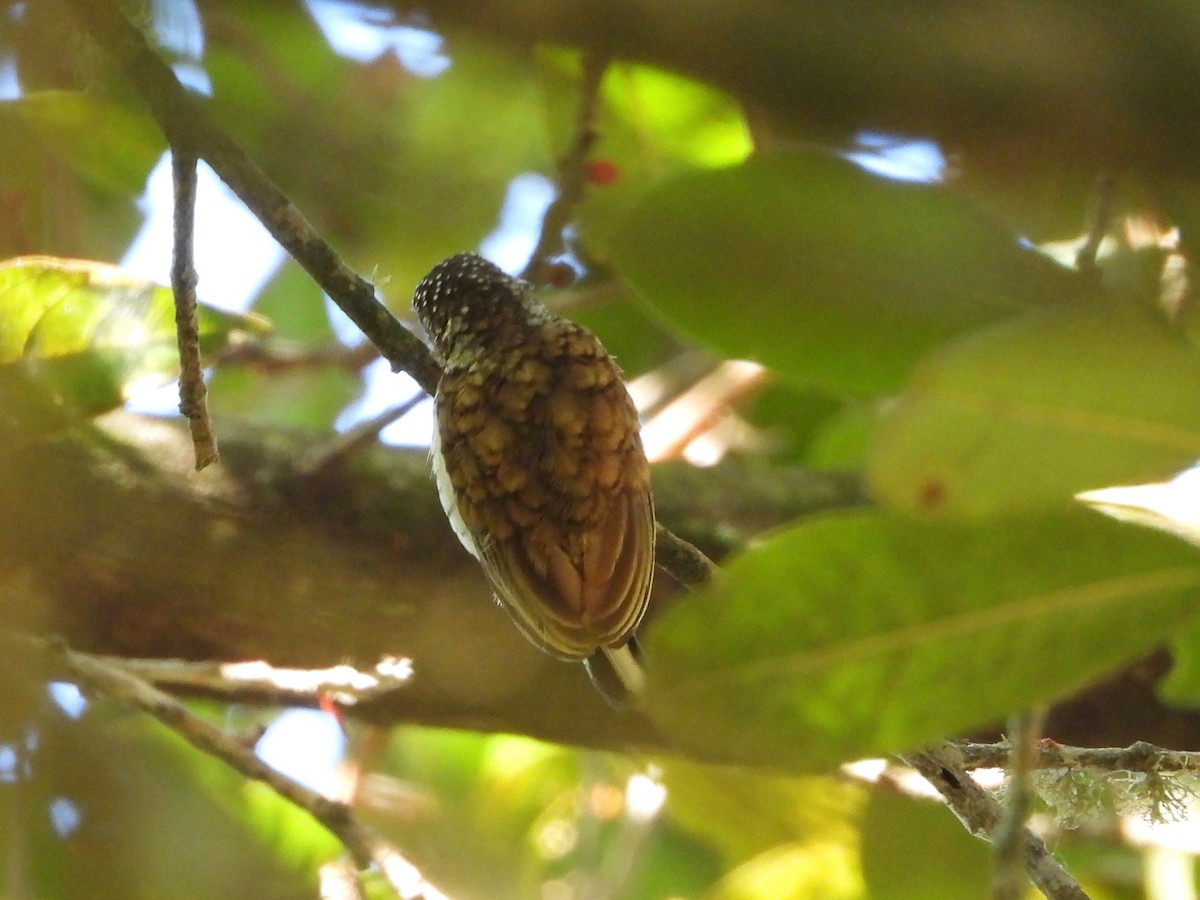 Scaled Piculet - Jeanette Frazier