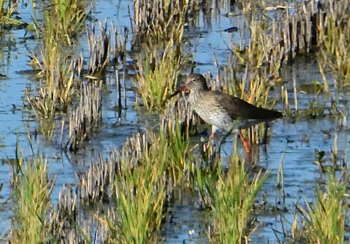 Common Redshank - ML617578415