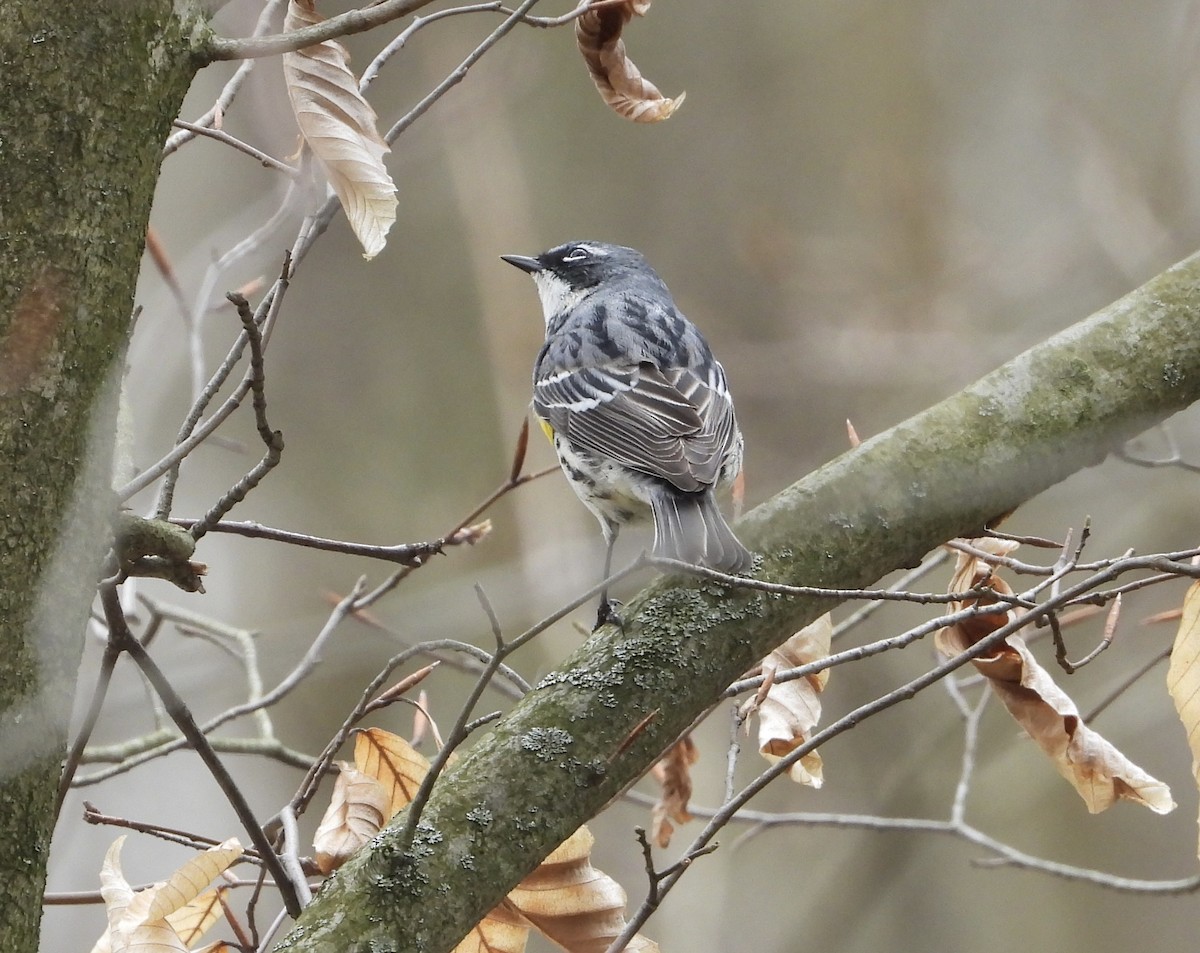 Yellow-rumped Warbler - ML617578419